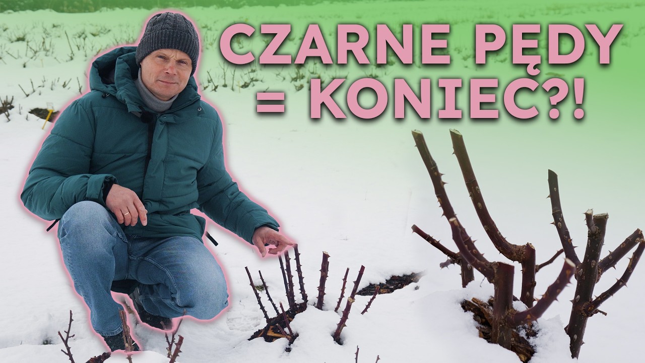 Największy błąd z różami w lutym. Zobacz, zanim weźmiesz sekator!