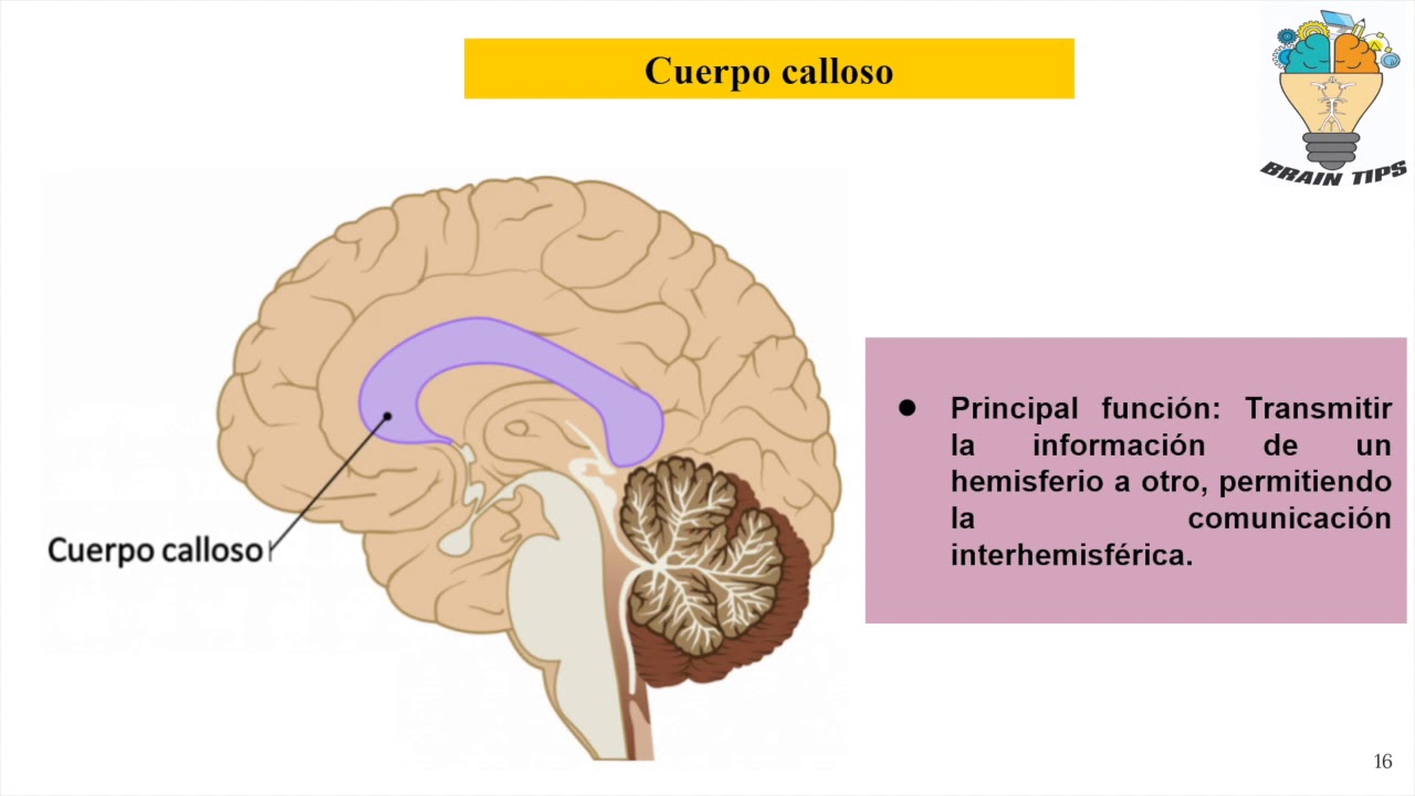 SUSTANCIA BLANCA DEL CEREBRO : Fibras de Asociación, Proyección y Fibras Comisurales.