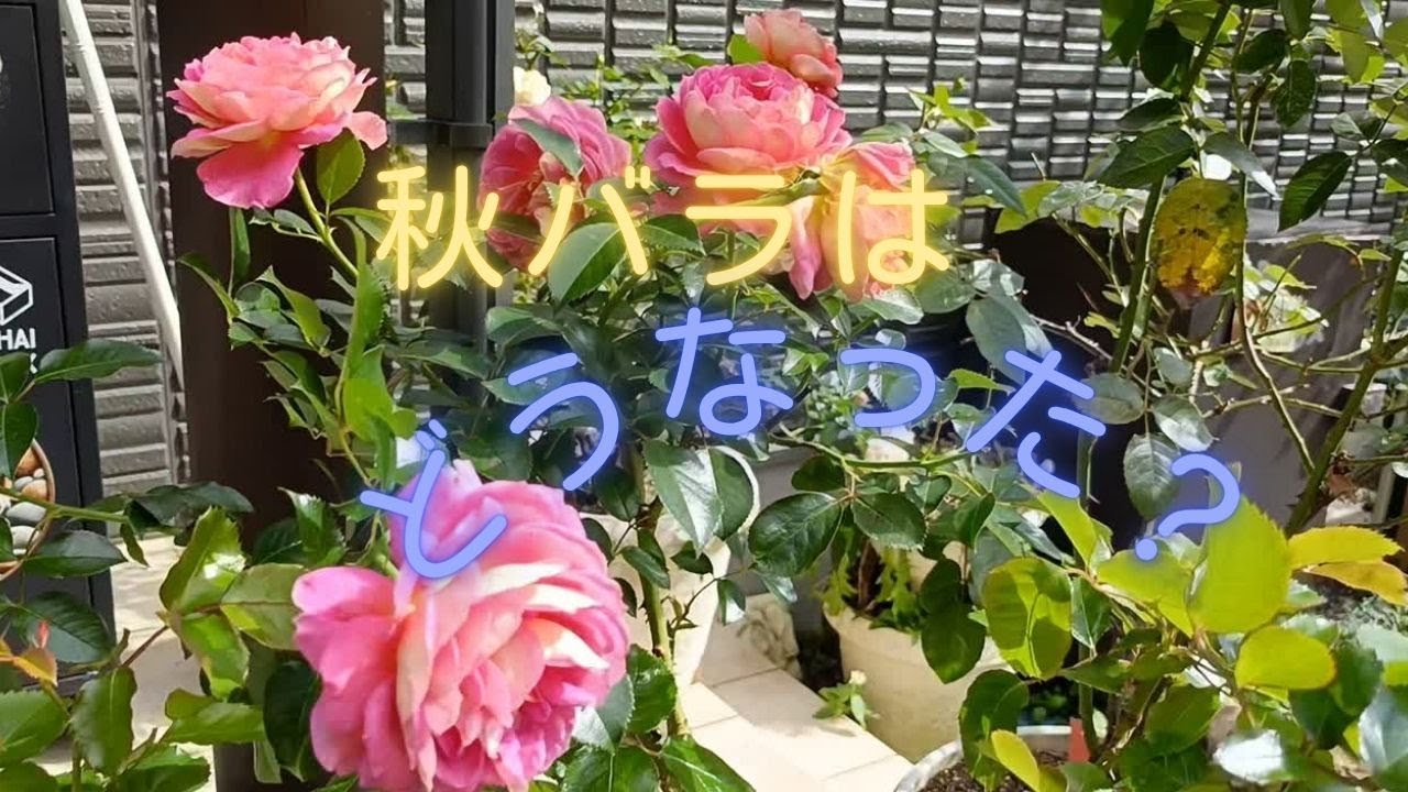 2025年の秋薔薇