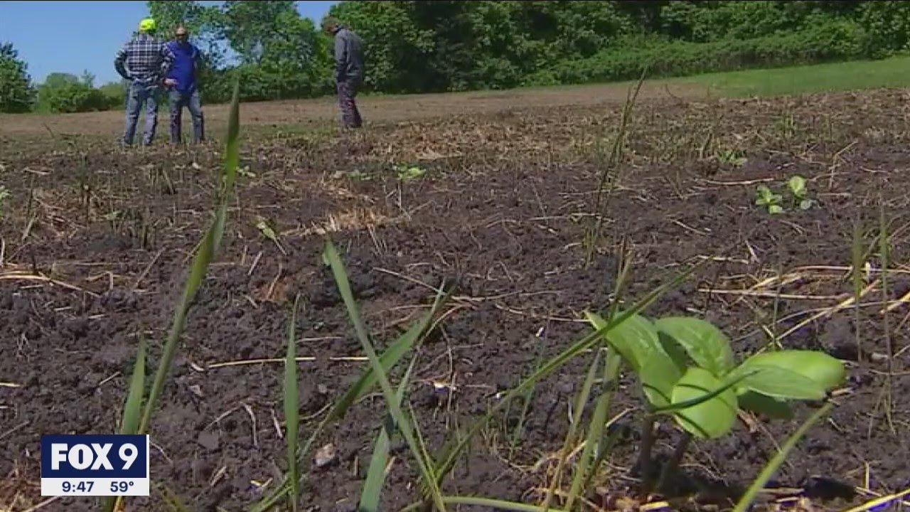 Buffalo health clinic shooting victim to be honored with sunflower fields | FOX 9 KMSP