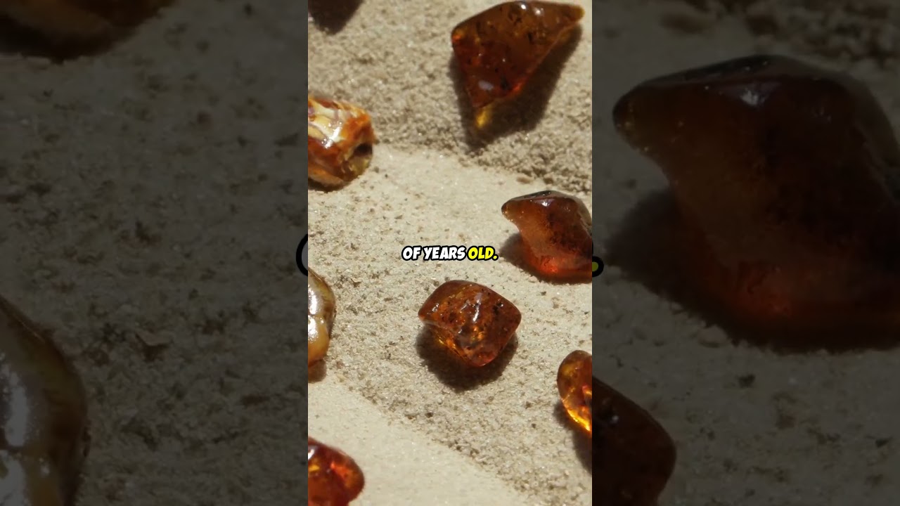 All about Amber the Ancient Gem from Tree Resin #amber #fossil #gemstone
