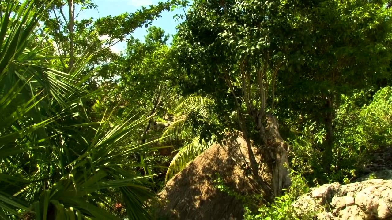Mayan medicine