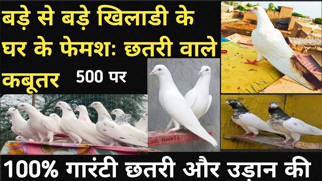 Chtri Wale Nsli Ustado Ke Hato Ke Bne Huye kabutro Ka Shok 500 Pr |23/02/26