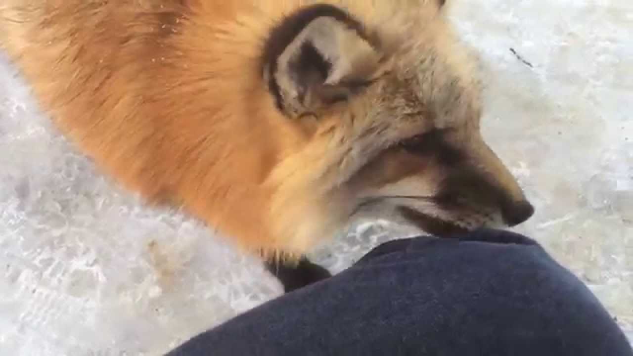 きつね村の冬　winter Zao Fox Village