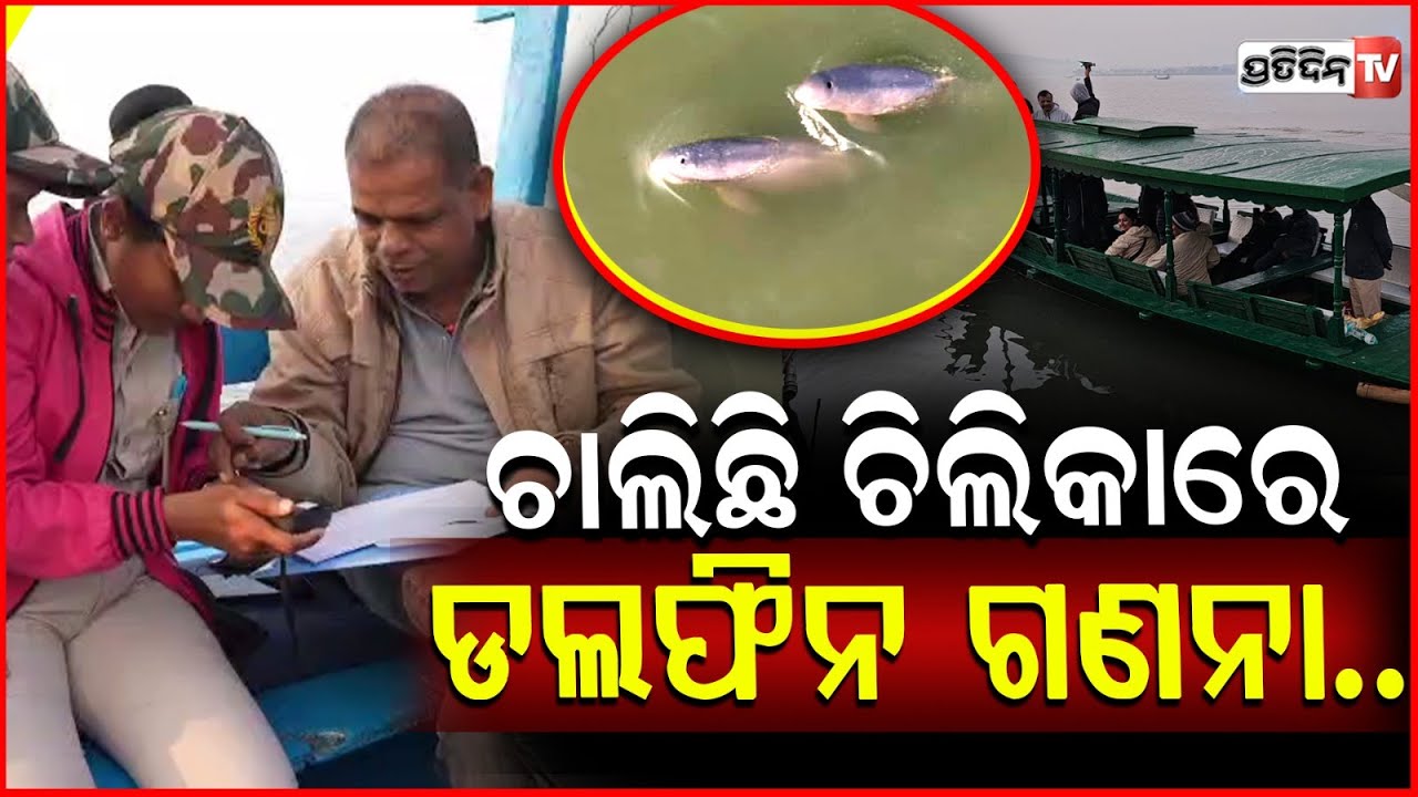 ମରାଳ ମାଳିନୀ ନୀଳମ୍ବୁ ଚିଲିକାରେ ଆରମ୍ଭ ହେଲା ଡଲଫିନ ଗଣନା !Dolphin census in chilika