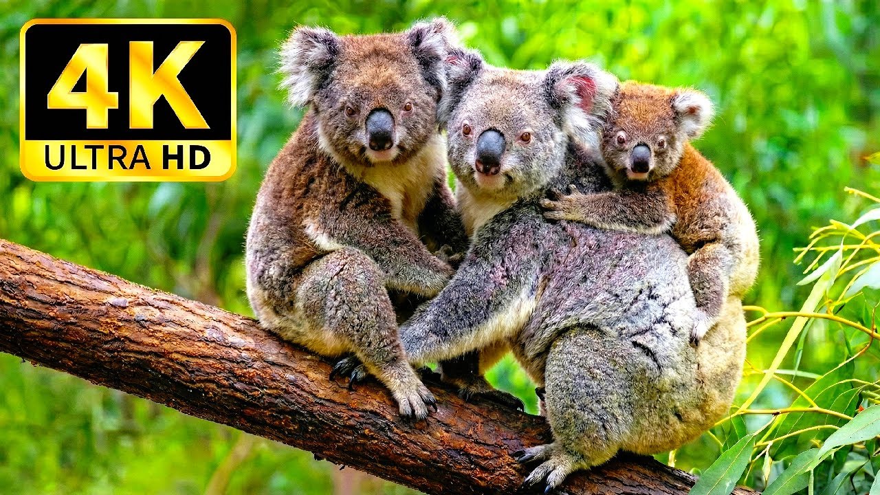 Nature's Healing: 4K HDR Cinematic Wildlife Film with Relaxing Background Music