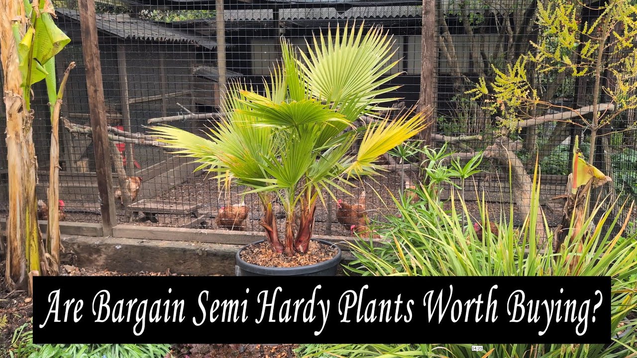 Are cheap semi-hardy plants really a good investment for your tropical-style garden in the UK?