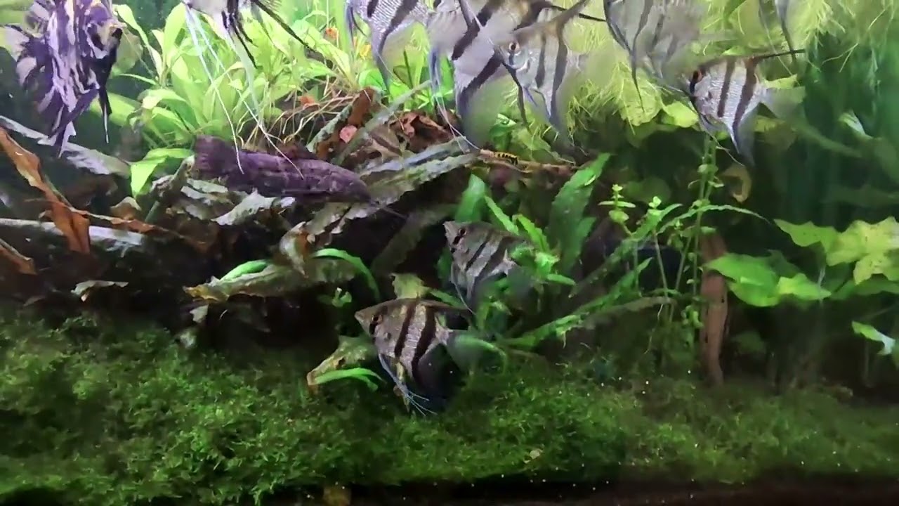 Prezentacja Mojego Akwarium i Paludarium