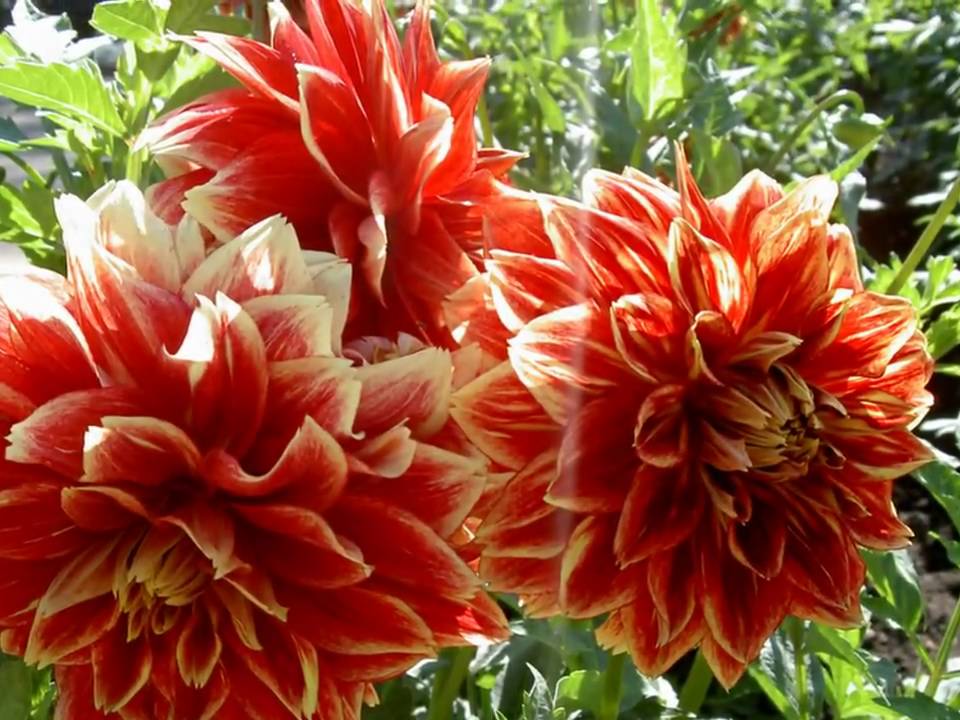 Dahlia Gardens / Dahliengarten Hamburg