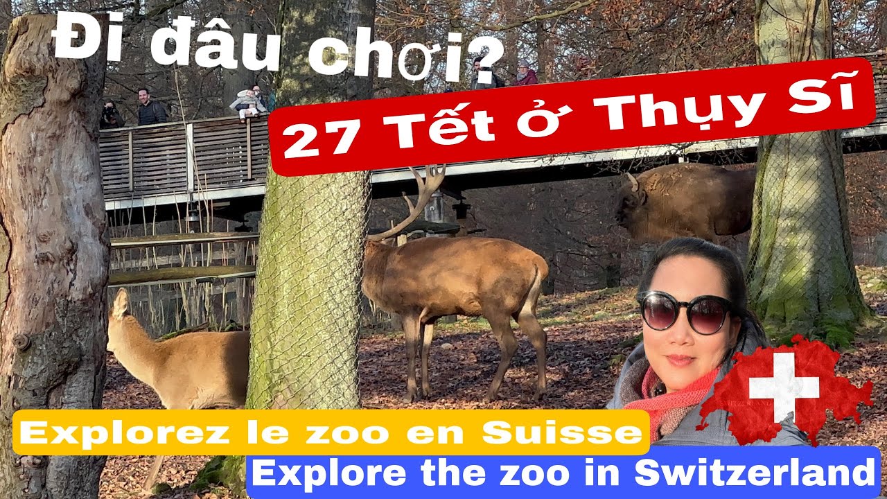 27 Tết ở Thụy Sĩ đi đâu chơi ? Explore the zoo in Switzerland/Explorez le zoo en Suisse