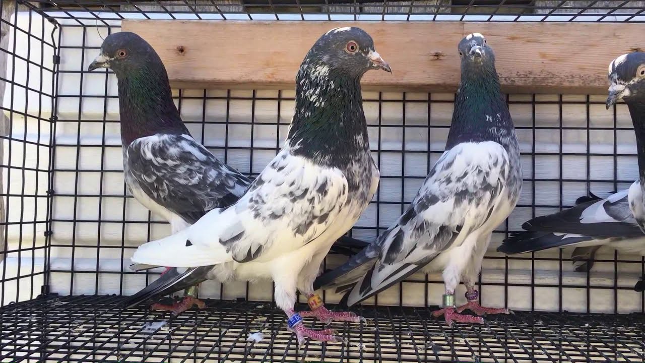 Kamagar Kabutar (Pakistani Pigeons Toronto, Canada 2019)