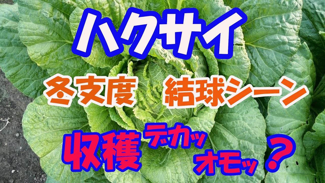 【のんちゃんファーム】ハクサイへたくそな縛り方、収穫したハクサイどう？