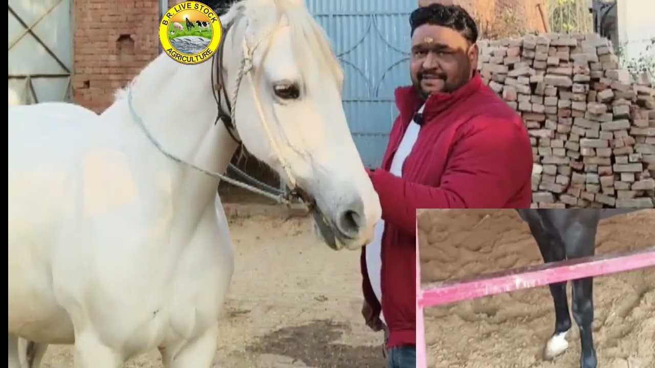 घोड़ी की डिलीवरी का सही समय और पूरी देखभाल | गाँव का असली अनुभव