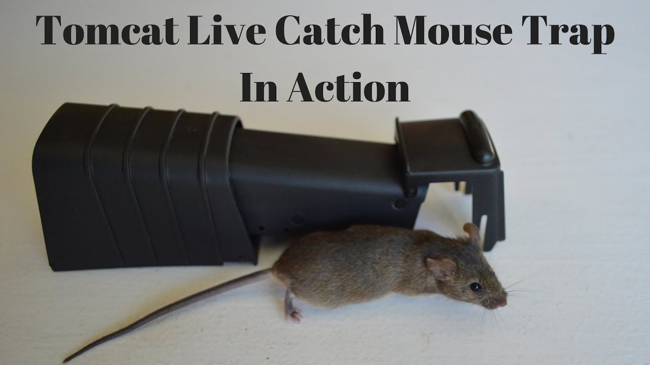 Tomcat Live Catch Mouse Trap In Action With Motion Cameras. Mousetrap Monday.