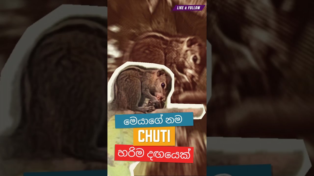 නම චූටි උනාට හරිම දඟයෙක් 🐿️  🥰 | chuti   | #ytshorts #shortsyoutube 