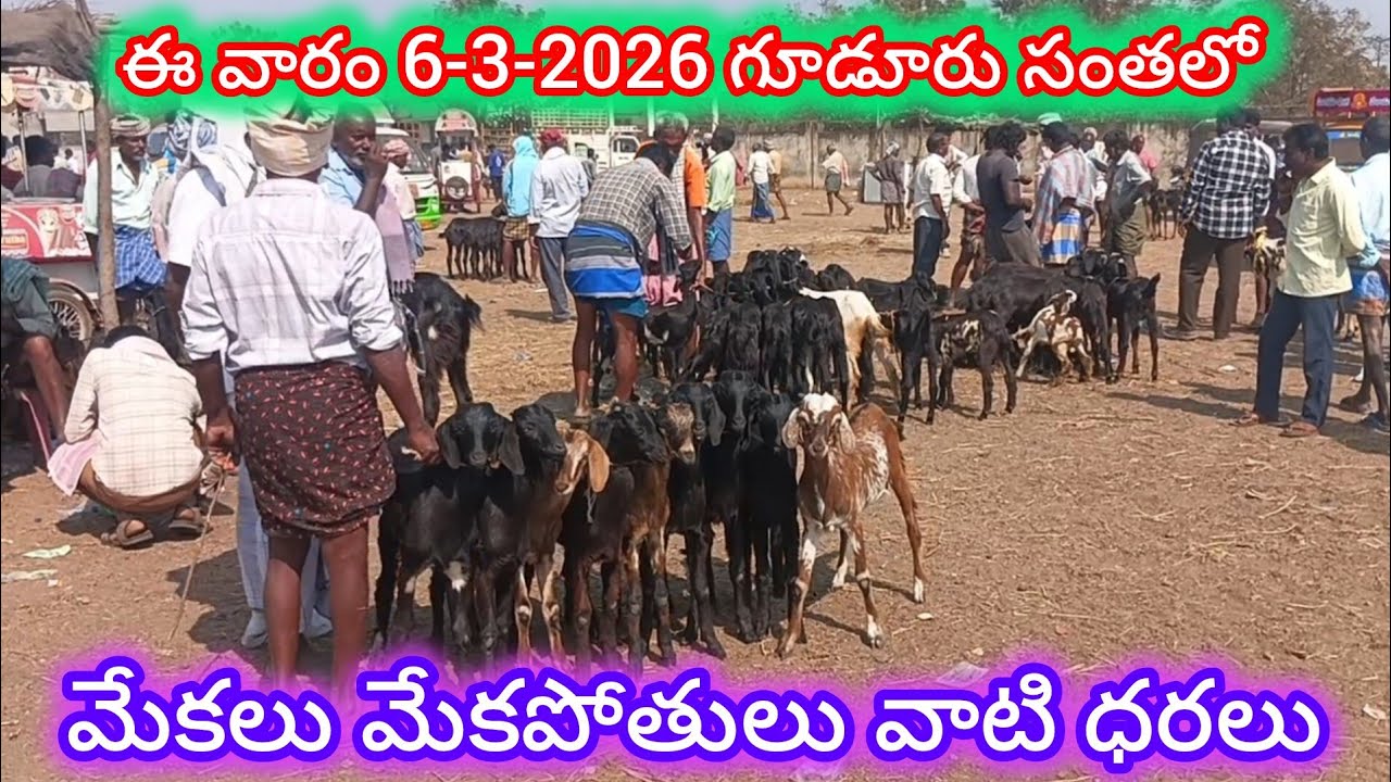 గూడూరు సంతలో మేకలు మేకపోతులు వాటి ధరలు#gudur sheep goats market 6-3-2026