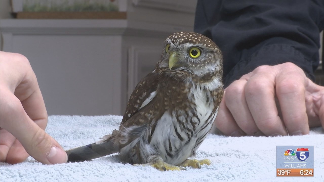 Inside Wildlife Images Rehabilitation & Education Center veterinary clinic