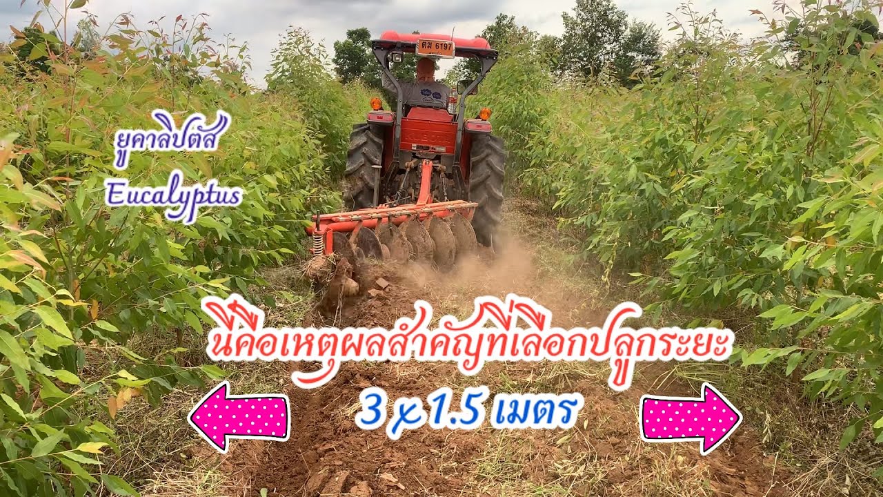 เหตุผลสำคัญที่เลือกปลูกยูคาลิปตัส ระยะ 3x1.5 m.