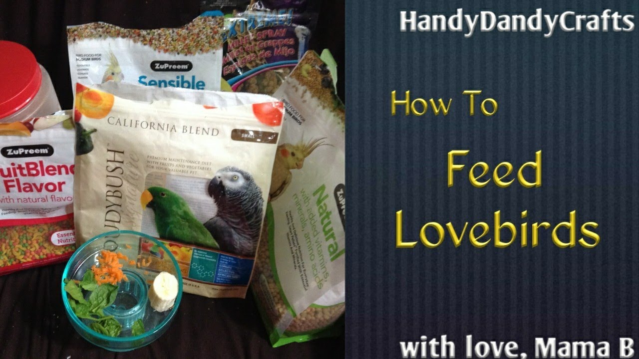How to Feed Lovebirds