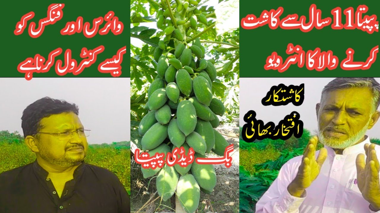 Papaya Big Daddy High yield farming Profitable business in Pakistan Advanced Farming Techniques