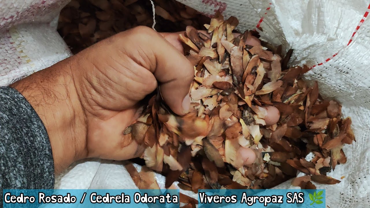 Cedro Rosado, Cedrela Odorata, &Aacute;rbol Nativo, Viveros Agropaz SAS