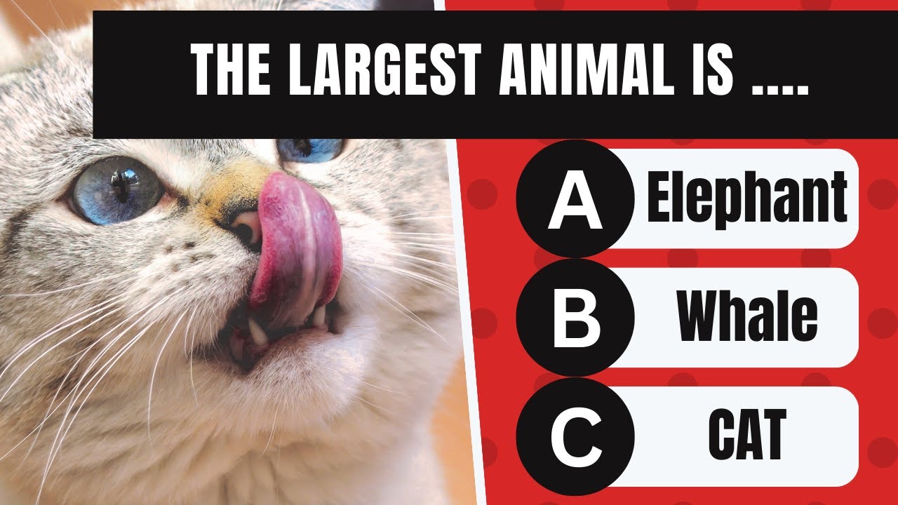 The Ultimate General Knowledge Quiz Challenge: Test Your Brainpower