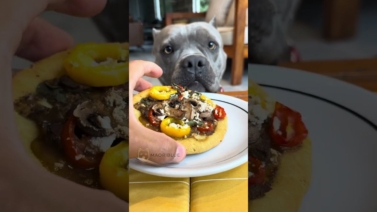Pizza dog 🐾🫶