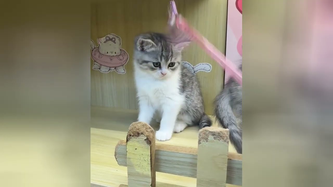 Let the charm of kittens carry you through the day