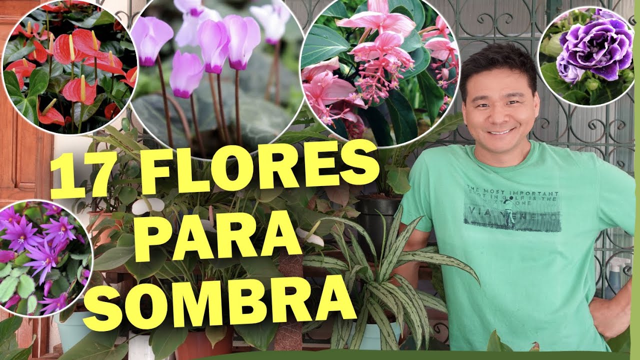 17 PLANTAS COM FLORES para ambientes SOMBREADOS ou internos.