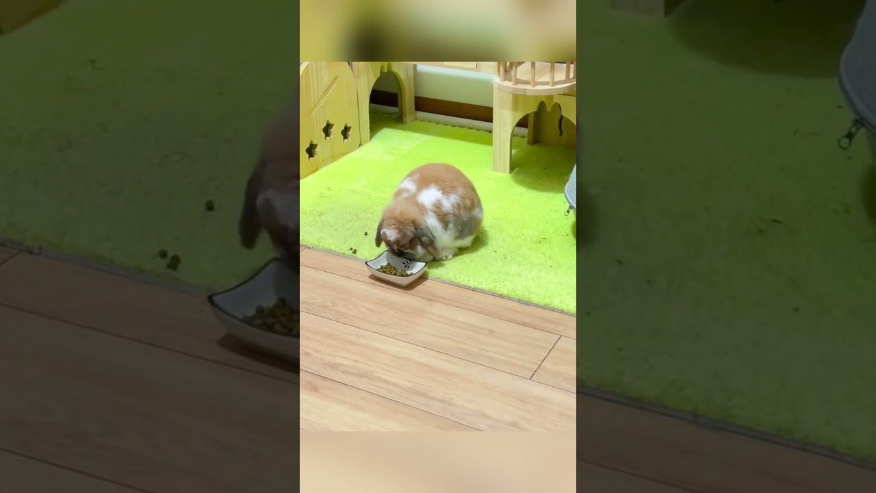 Crazy Rabbit #amazing #rabbit #bunny #pets #animals #rabbits