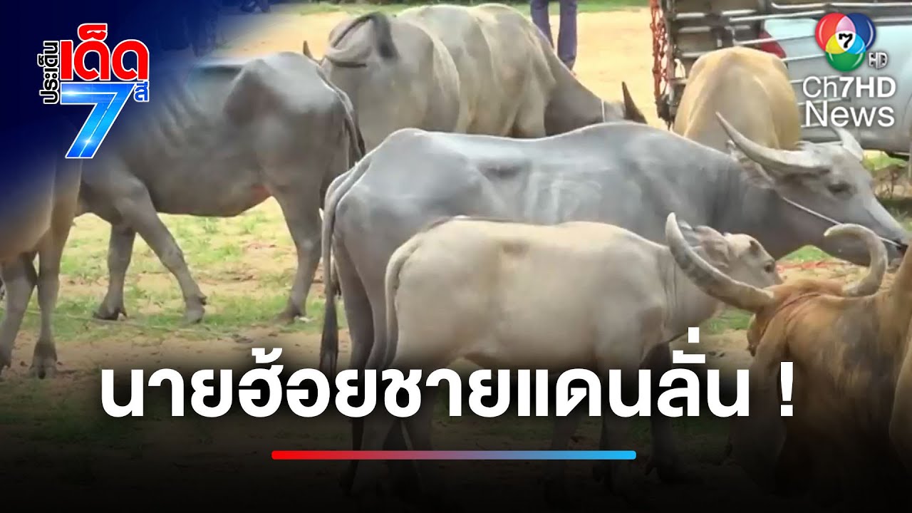 นายฮ้อยชายแดน ลั่น ! ยอมสละรายได้เพื่อชาติ | ประเด็นเด็ด 7 สี