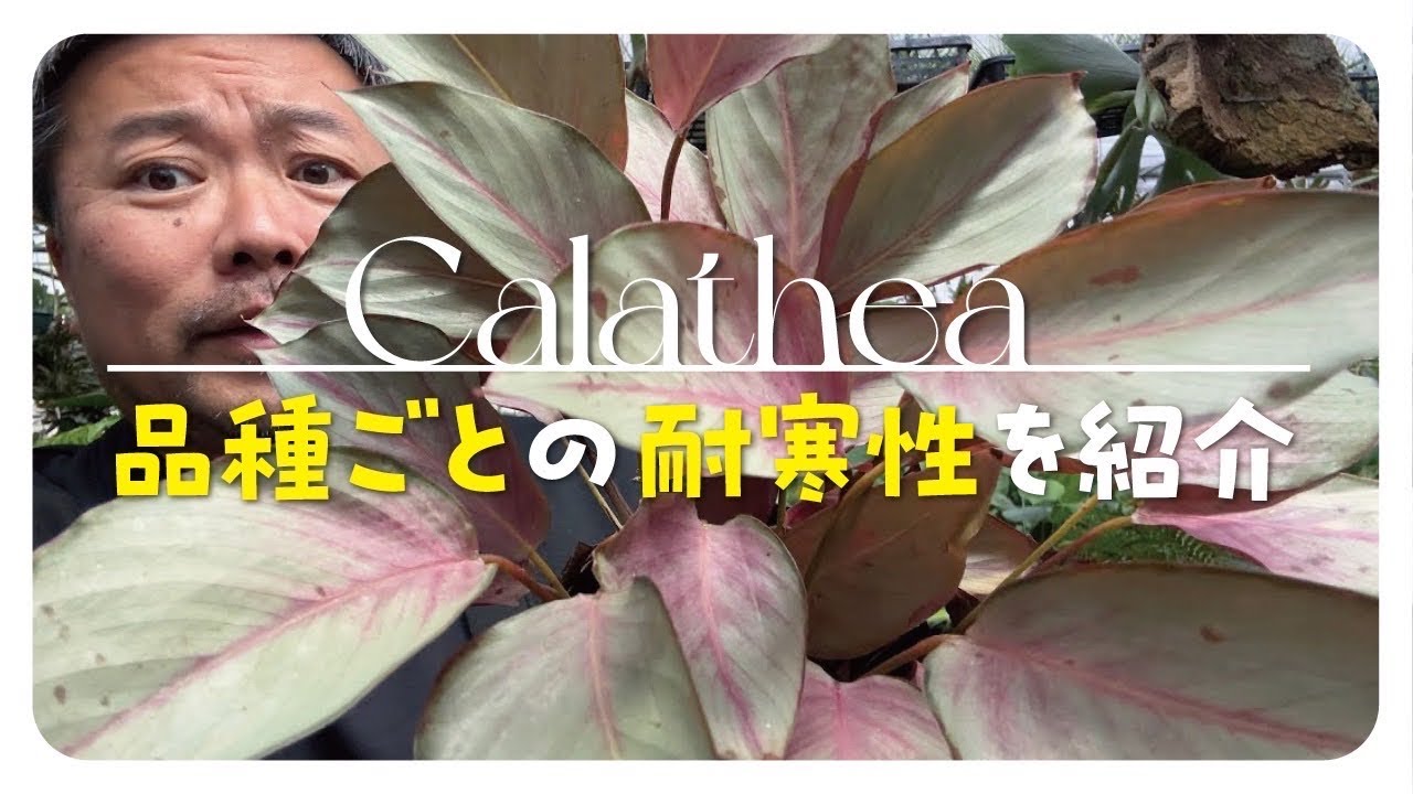 寒さに耐えた‼️カラテアを品種ごとに紹介