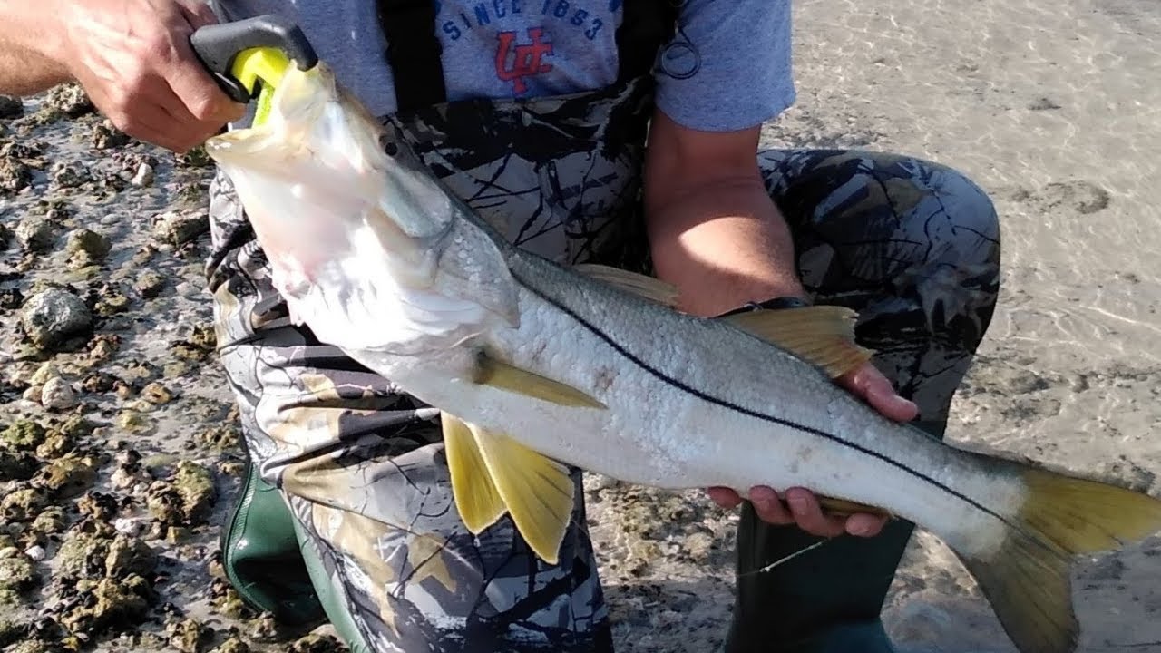 Dunedin Causeway best fish catches this year so far!