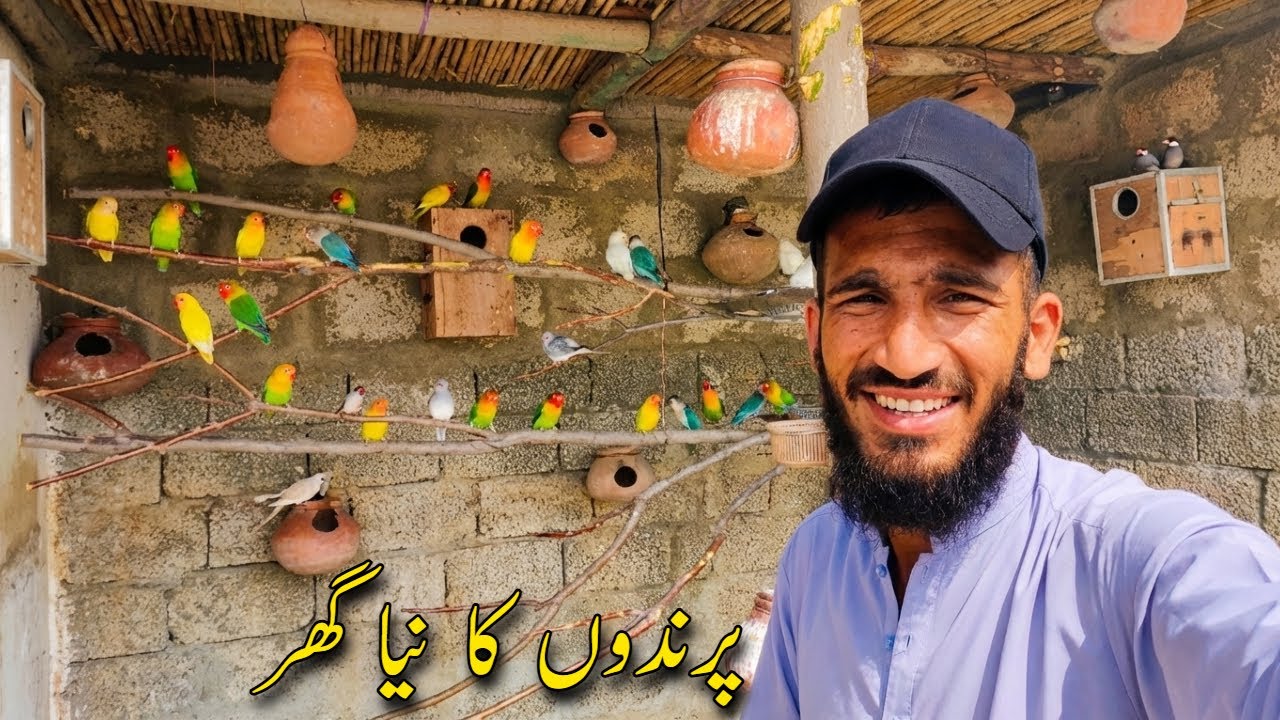 Birds Ko New Aviary Mein Shift Kar Diya 😍 