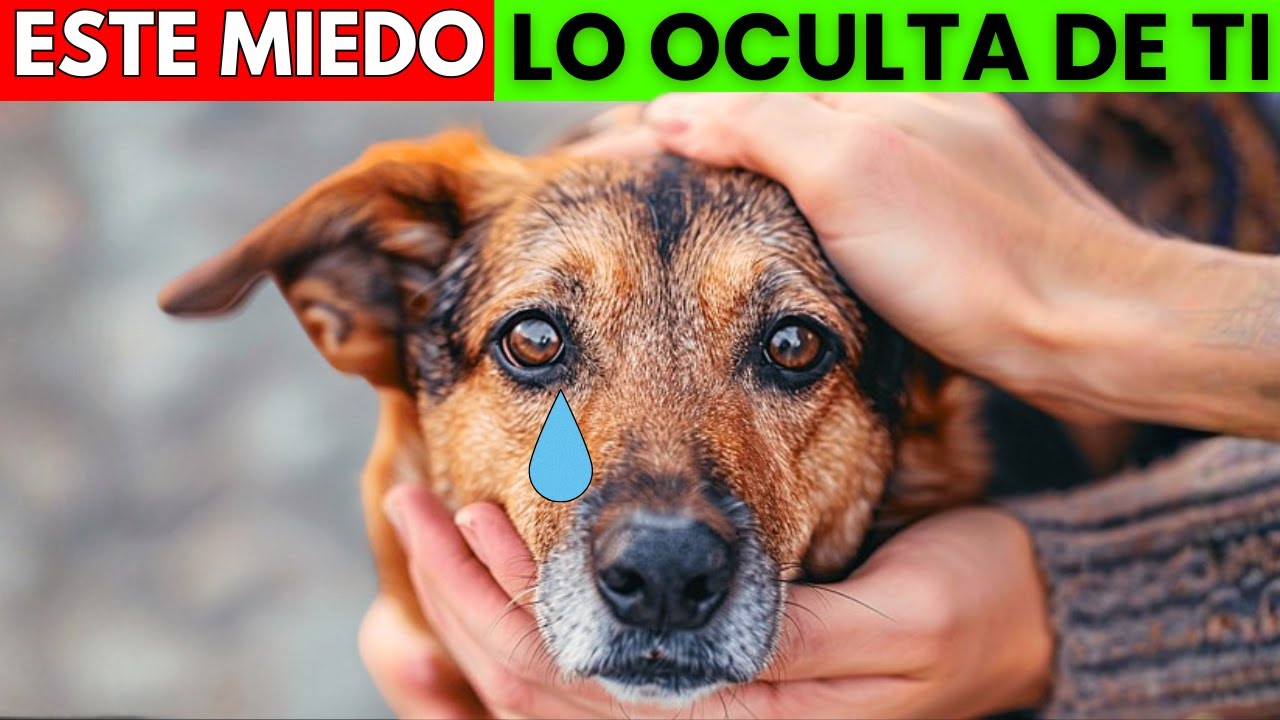7 miedos que están rompiendo el corazón de tu perro (y tú ni lo sabes)