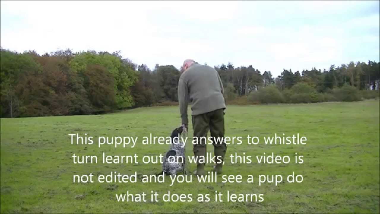Gundog training how to teach  GSP pup to quarter a pattern (basics)