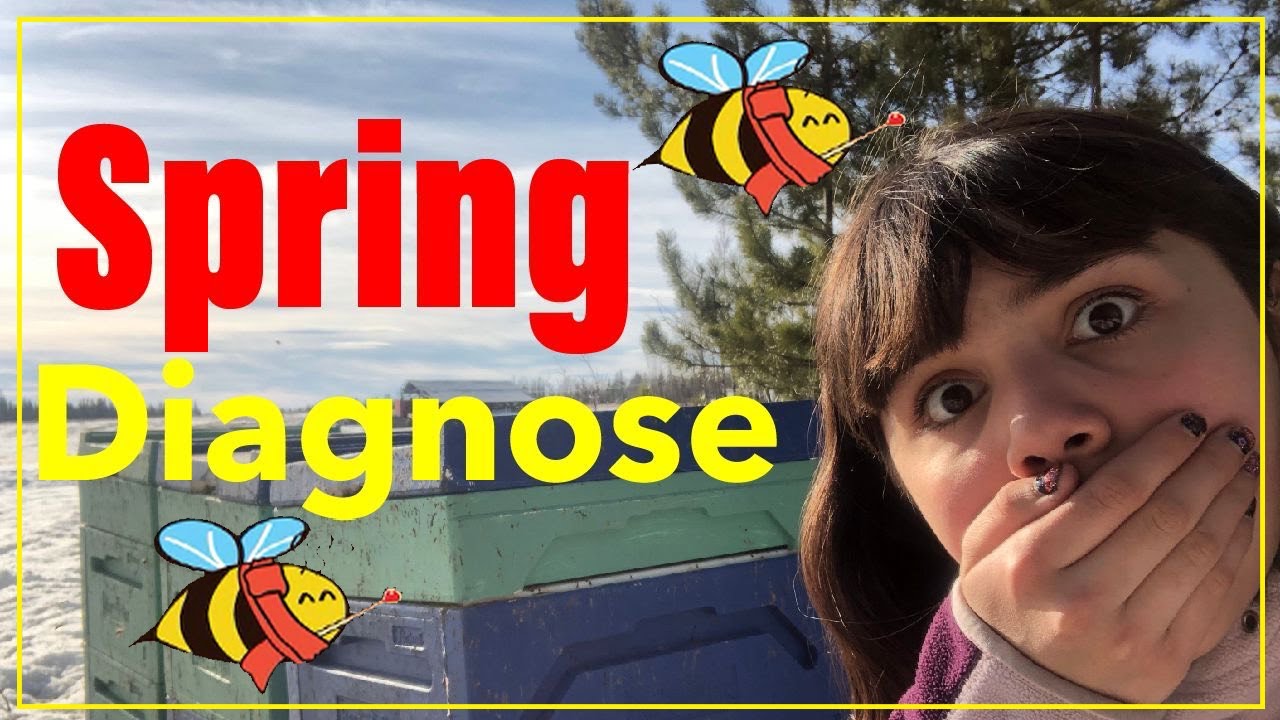 WE HAVE BEEN HIT WITH NOSEMA!