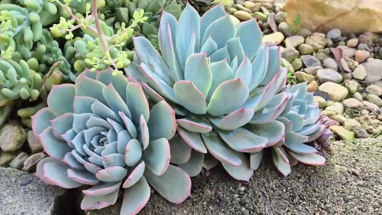 Tour pelo Jardim - Como Estão Minhas Suculentas Ao Tempo