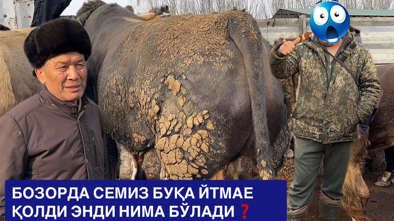 ЁР СИТИ СЕМИЗ БУҚАЛАРДА НАРХЛАР ЎСИШ КУТИЛМОҚДА БУГУНГИ ХОЛАТНИ КЎРИНГ. 
