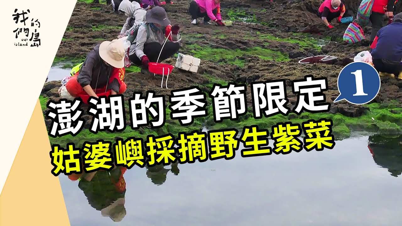 澎湖的季節限定｜系列一：姑婆嶼採摘野生紫菜(我們的島 第1205集 2023-05-22)
