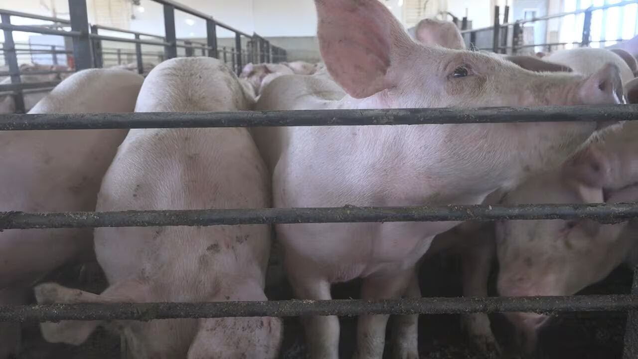 Pork producer excited for new Smithfield facility