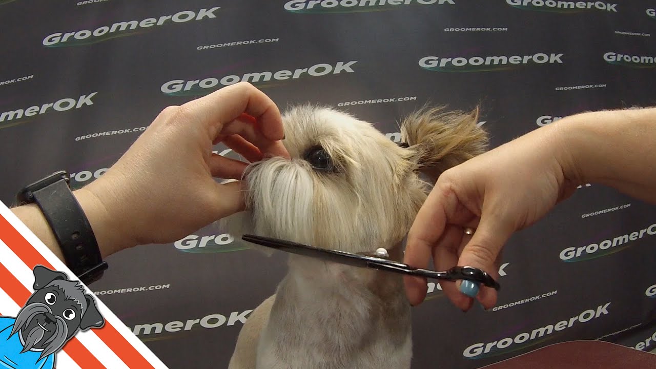 Shih Tzu Grooming from start to finish // action grooming