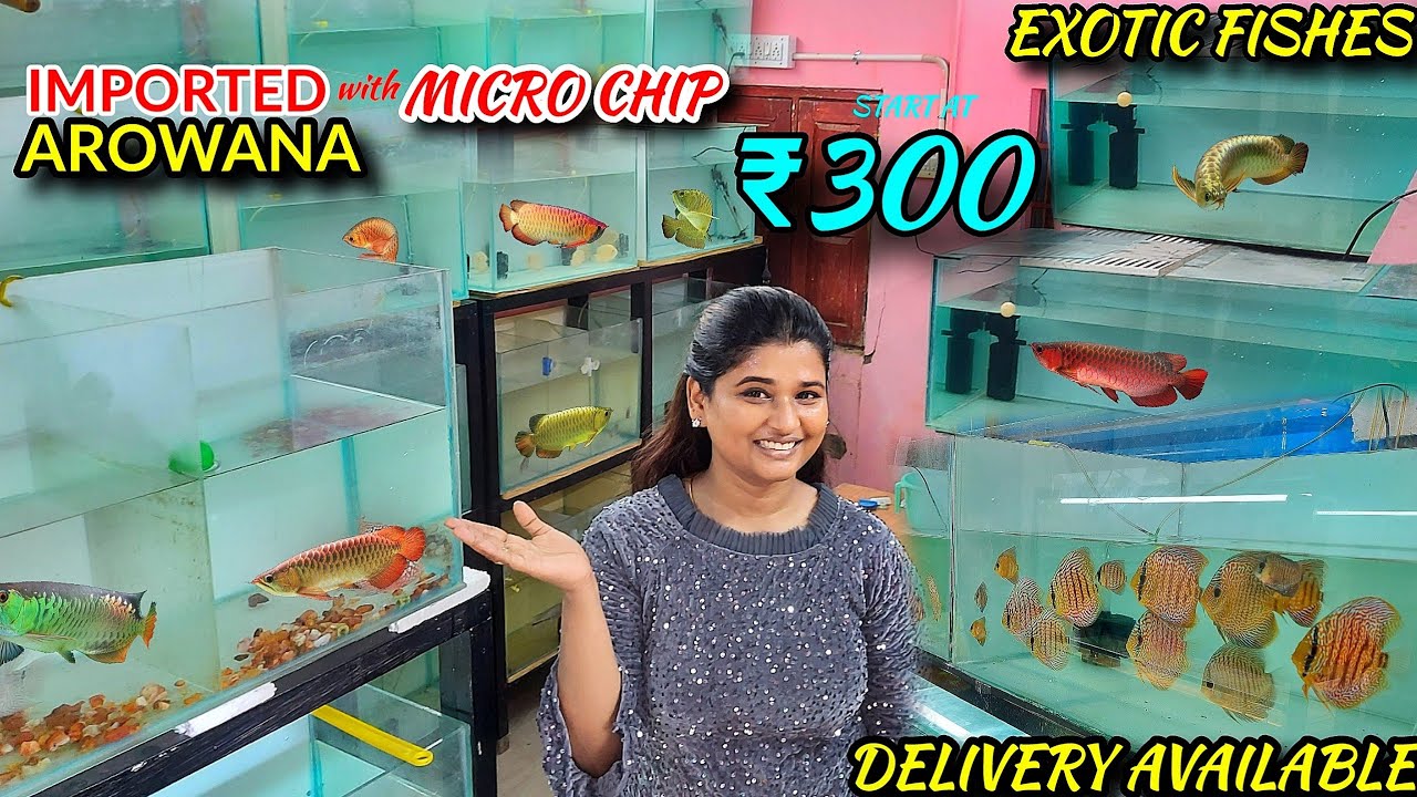 Chennai's Biggest Arowana Shop Aquarium | அரிய வகை மீன்களை வளர்க்கும் இளைஞன்