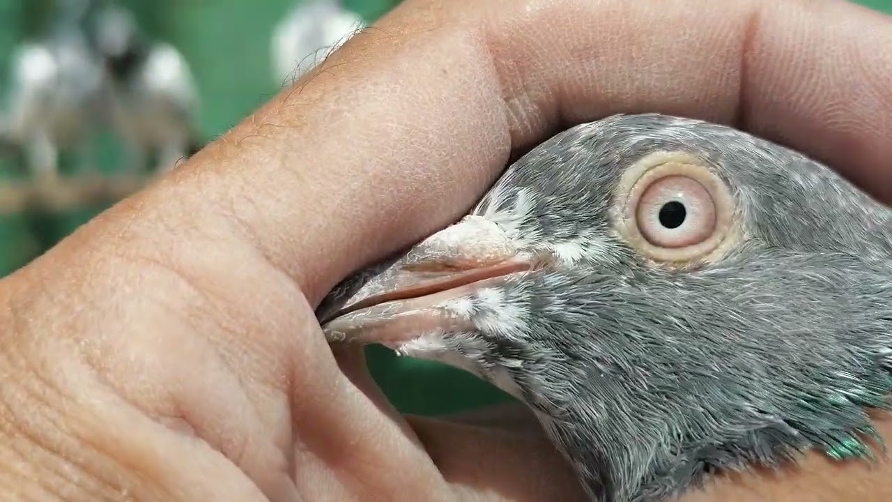 20 کبوتر پکڑ کے 500 پر 03485914506 #miangpigeon 