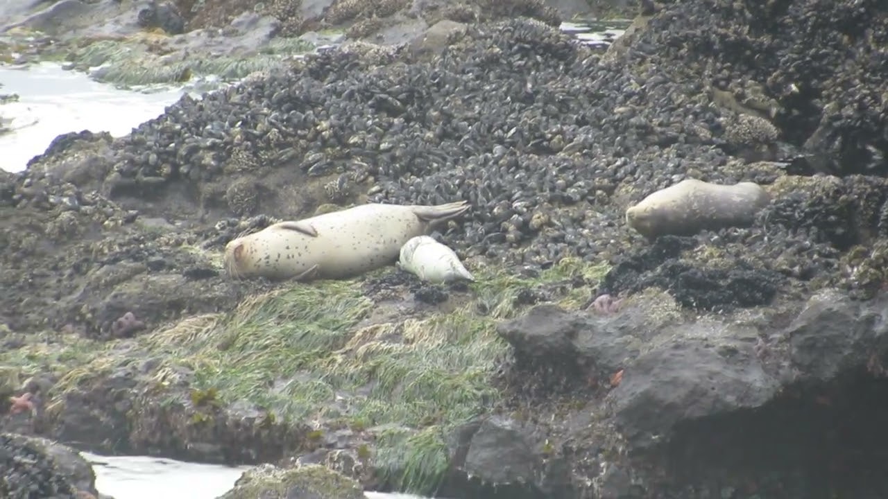 Mother and baby seal in Yachats #1
