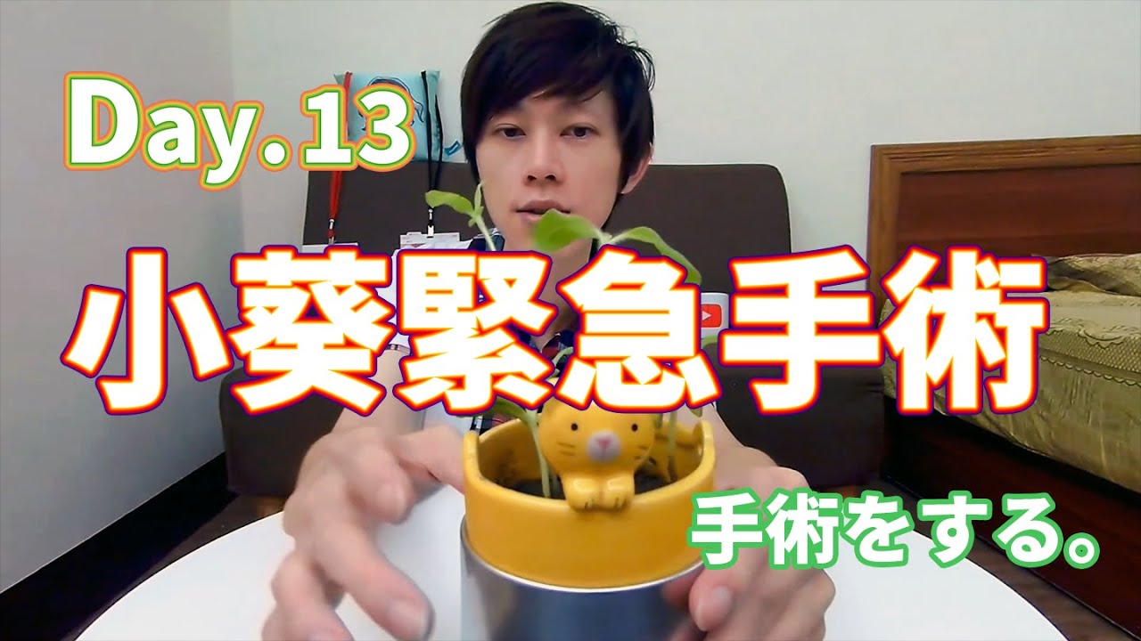 【鬼鬼獨立生活】Day.13 小葵緊急手術  (›´Д`‹ )！