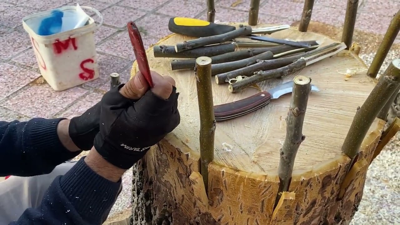 Büyük Cevize Çeşit Değiştirme Aşısı