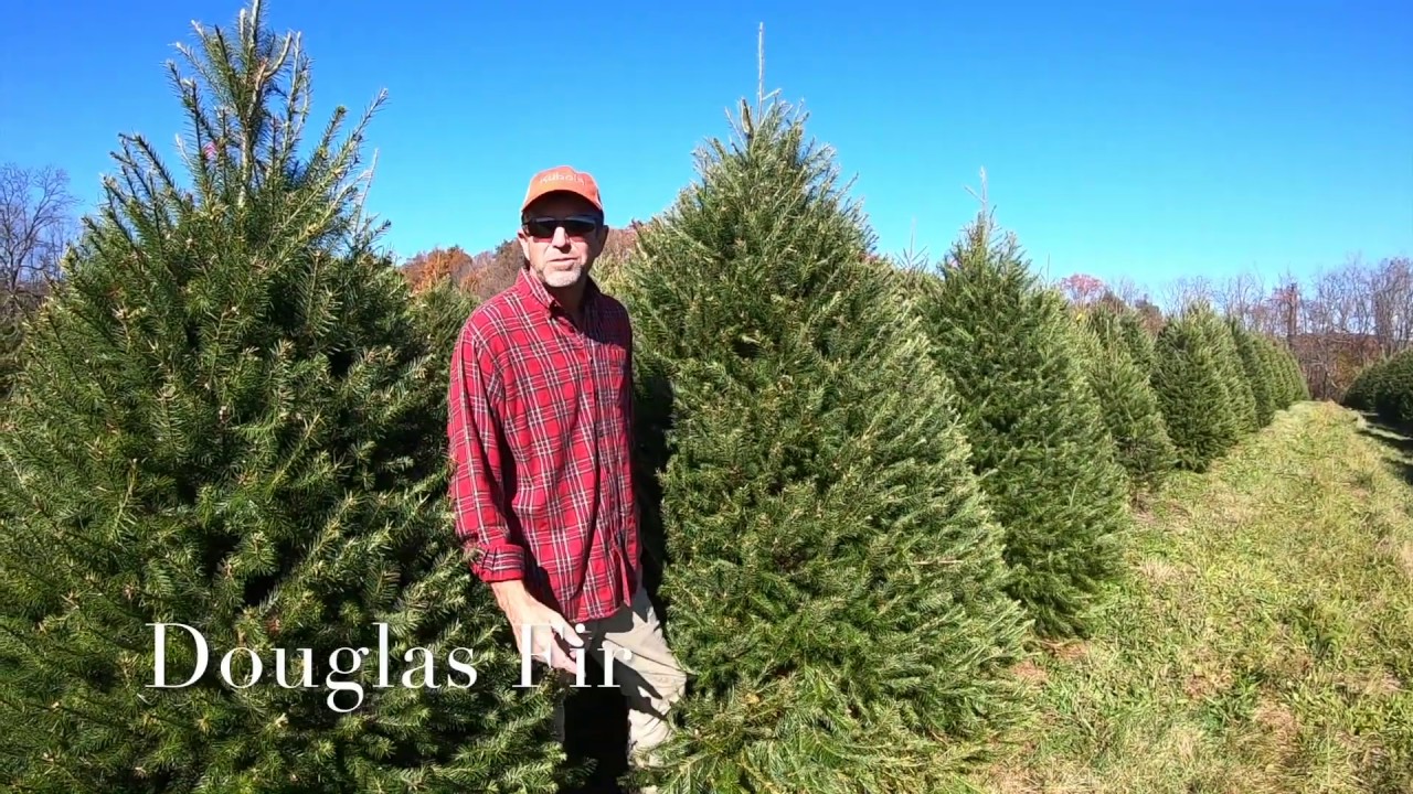 Finding The Perfect Christmas Tree For You