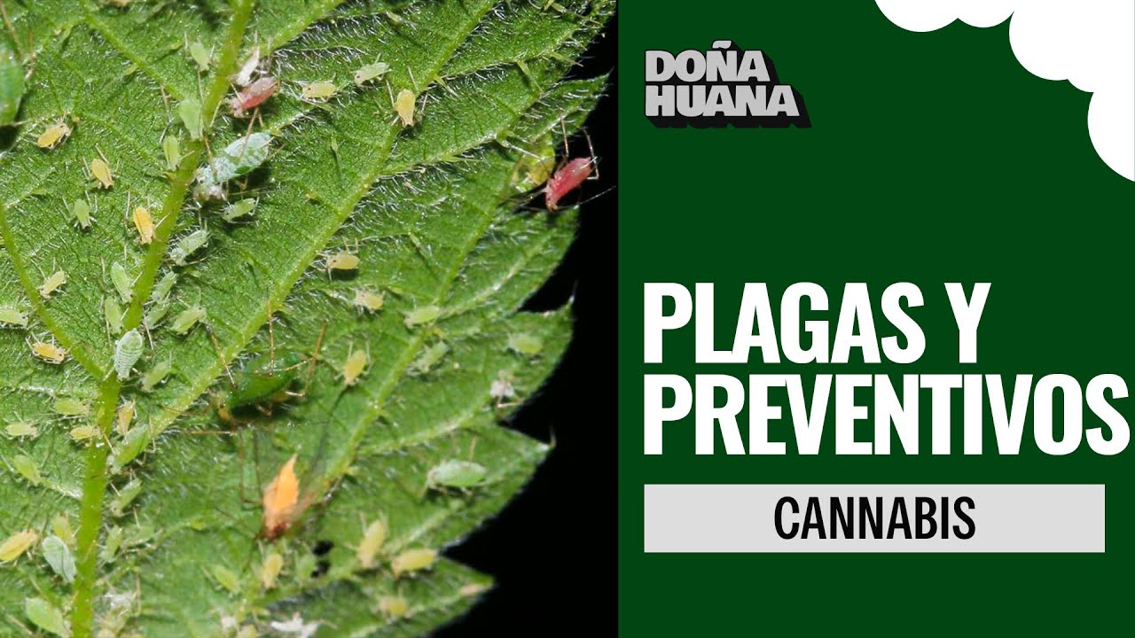 CANNABIS - PLAGAS Y PREVENTIVOS