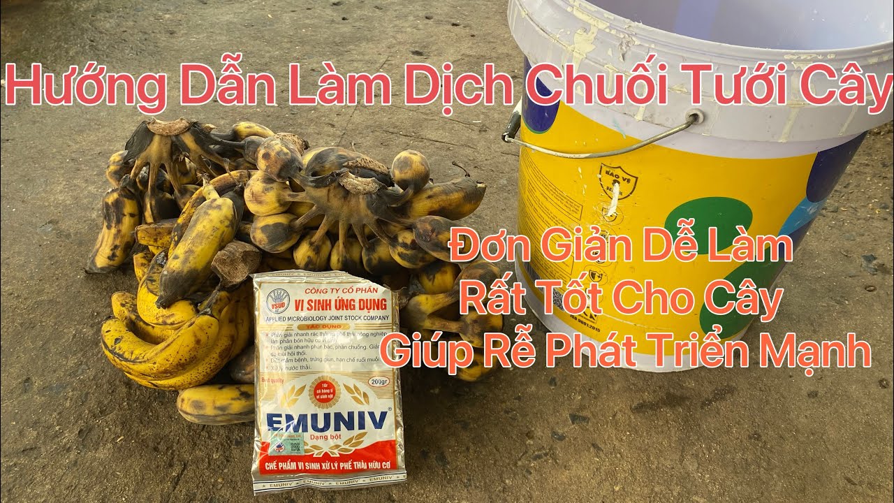 Hướng dẫn làm dịch chuối tưới cây